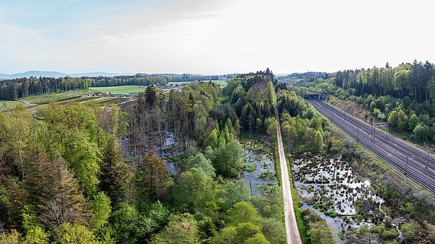 Acqua stagnante, spazi vuoti nella foresta e alberi morti: qui i pipistrelli trovano buone condizioni di caccia