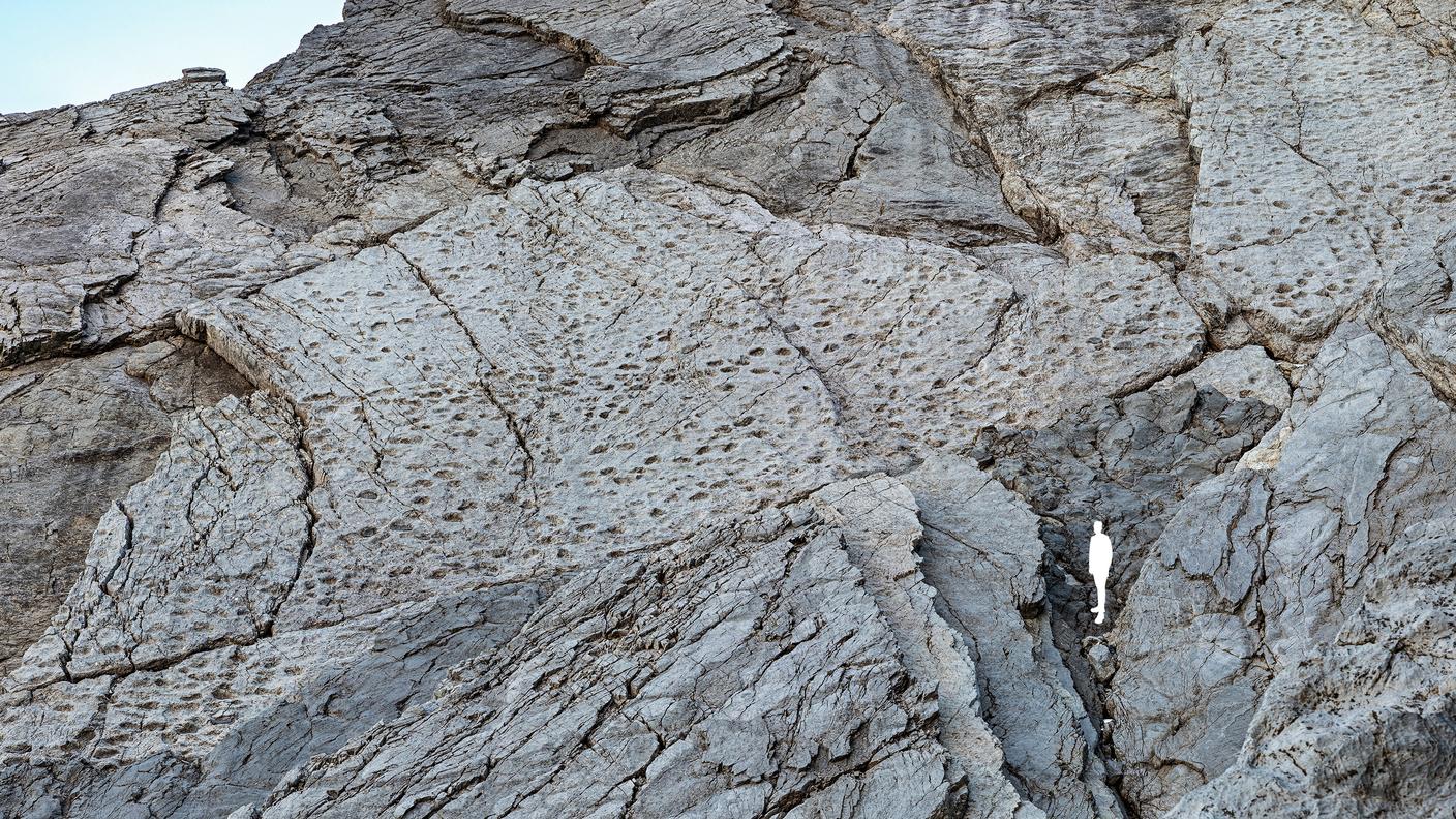 Camminate lunghe decine di metri sono ben visibili su diverse superfici. Nel sito delle Cime di 
Plator le orme fossili sono impresse con evidente profondità, il che indica che i dinosauri camminarono su 
fanghi calcarei resi molto plastici da abbondante presenza di acqua