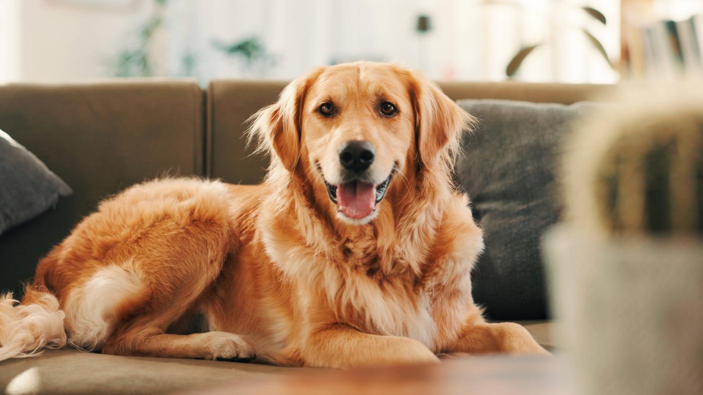 In Svizzera 550'000 cani vivono in ambienti domestici 