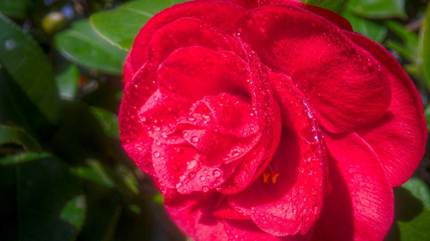 Il nome di questa varietà di camelia dice tutto: ROSEA SUPERBA
