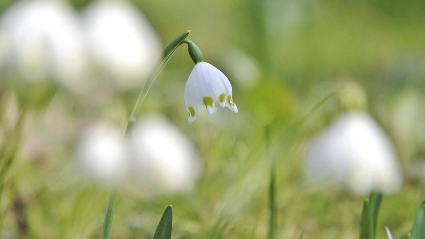 Il campanellino (Leucojum vernum L.) è fra i primi fiori ad apparire nel sottobosco, già alla fine dell'inverno. Purtroppo, la specie sarebbe in progressiva rarefazione soprattutto nelle aree di pianura
