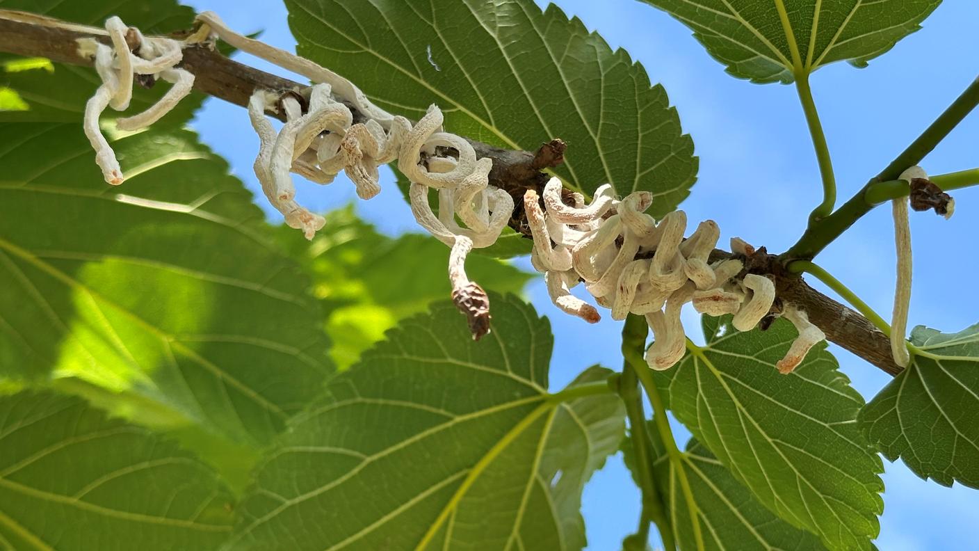 Ovisacchi di cocciniglia asiatica