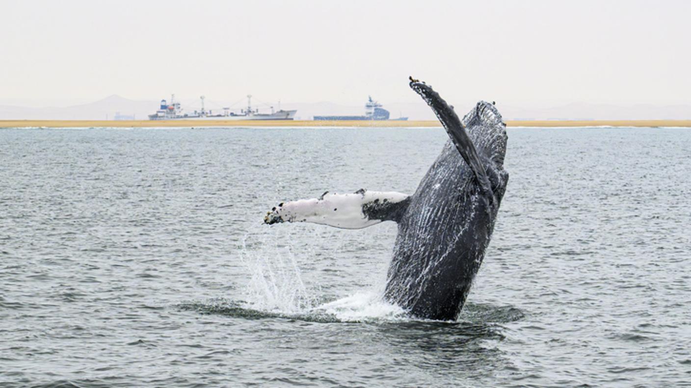 Una megattera si lancia in superficie nell'Oceano Atlantico; sullo sfondo, due mercantili