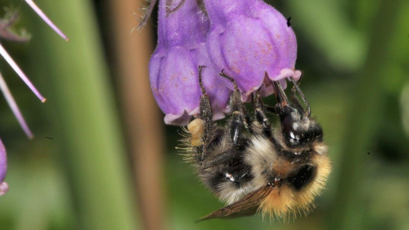 Un bombo su una consolida maggiore (Symphytum officinale L.)