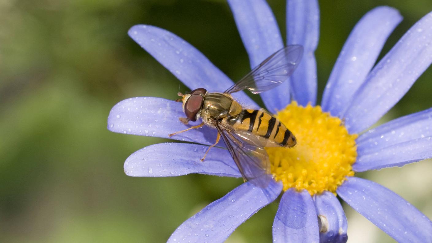 Episyrphus balteatus, un sirfide ... in pratica una mosca travestita da vespa (Mimetismo Batesiano)