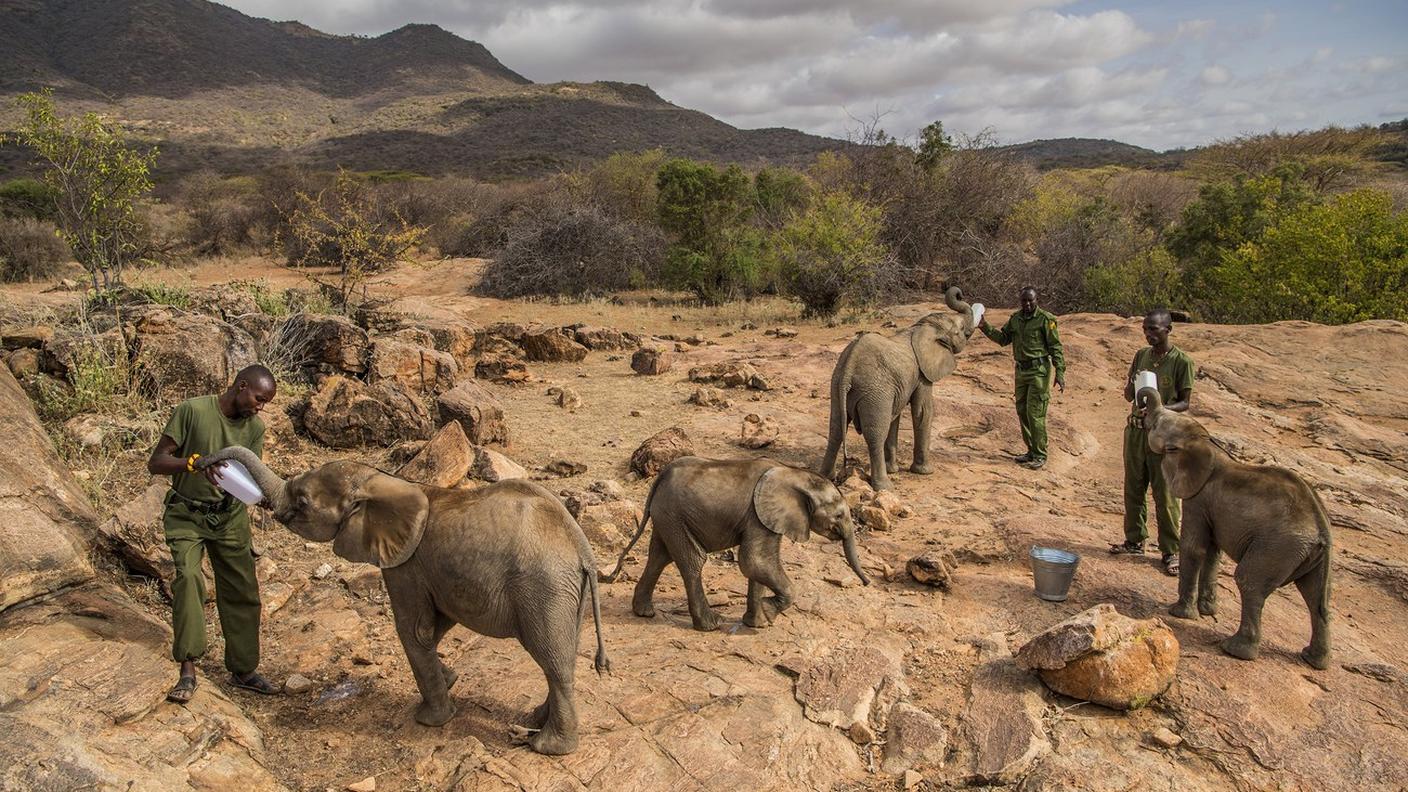 La fotografia di Ami Vitale, scattata in un santuario per elefanti in Kenya, ha vinto il primo premio nella categoria "Nature"