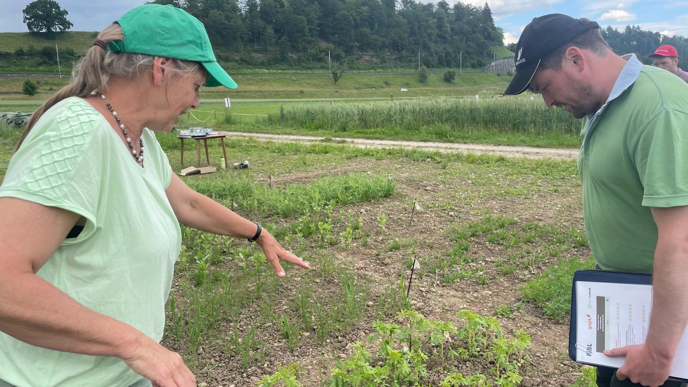 Christine Arncken mostra un campo sperimentale di lupini