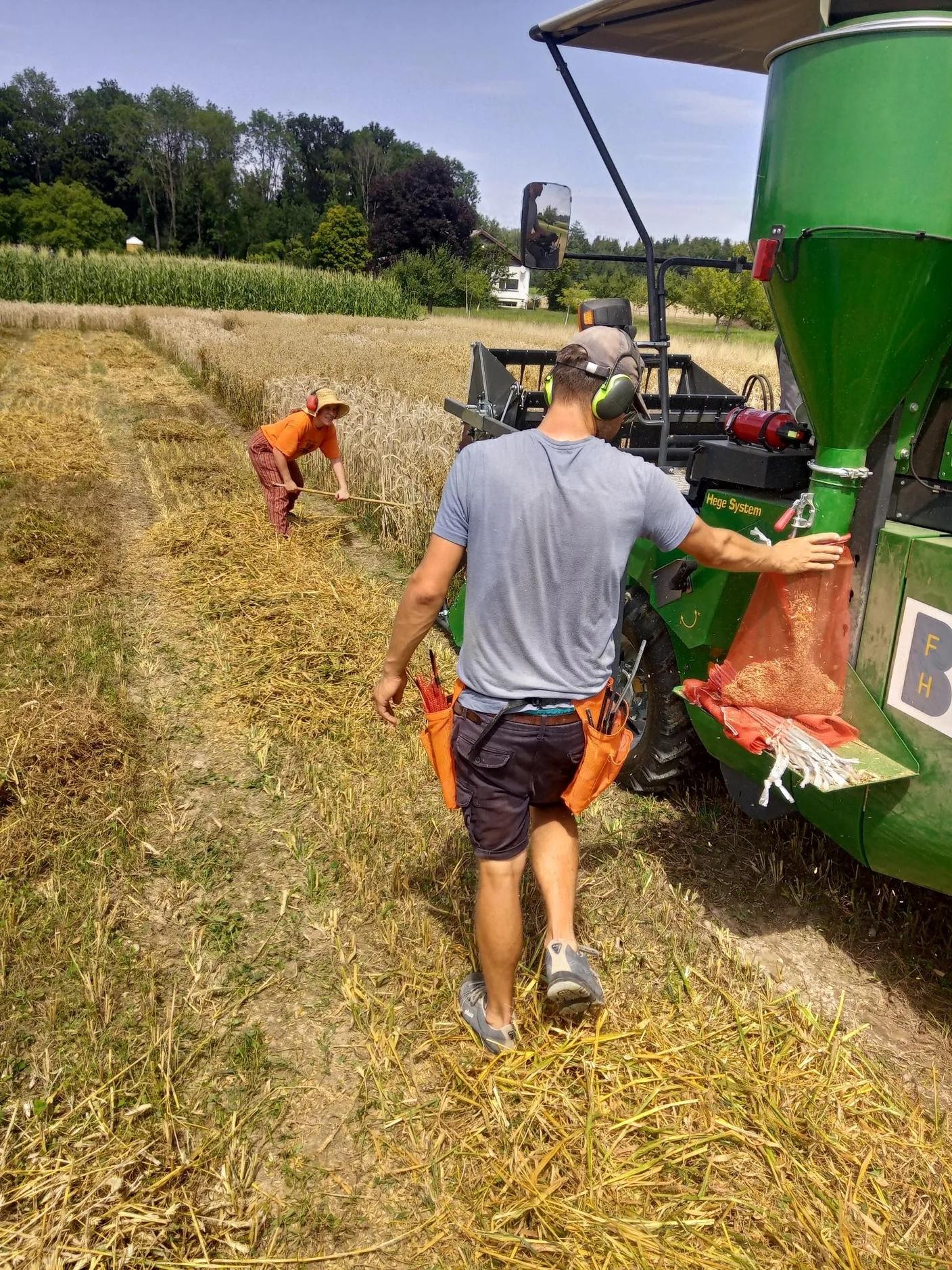 Spesso le piante di legumi sono troppo basse e devono essere prime tagliate per poter essere raccolte con la mietitrebbia