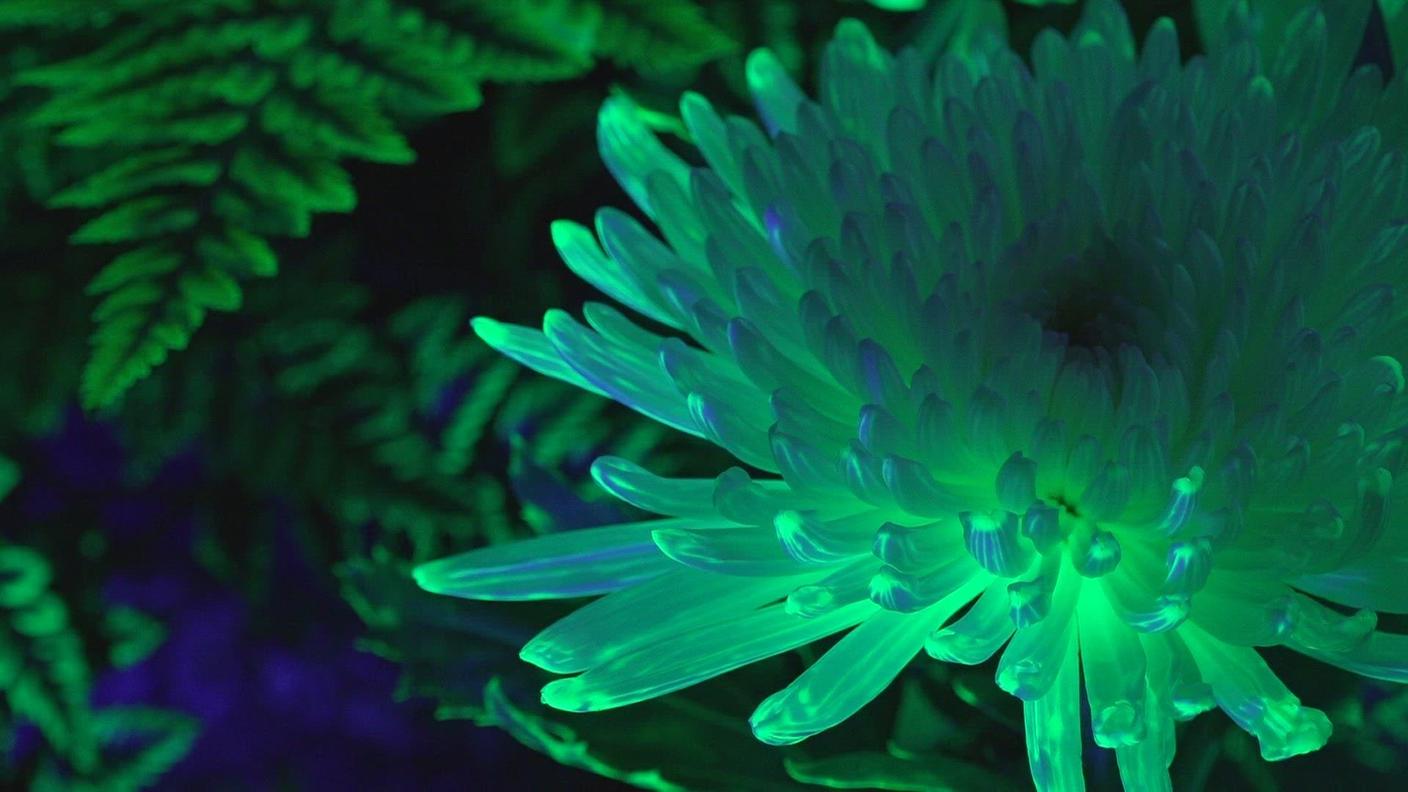 Le piante diventano luminescenti sotto la luce ultravioletta