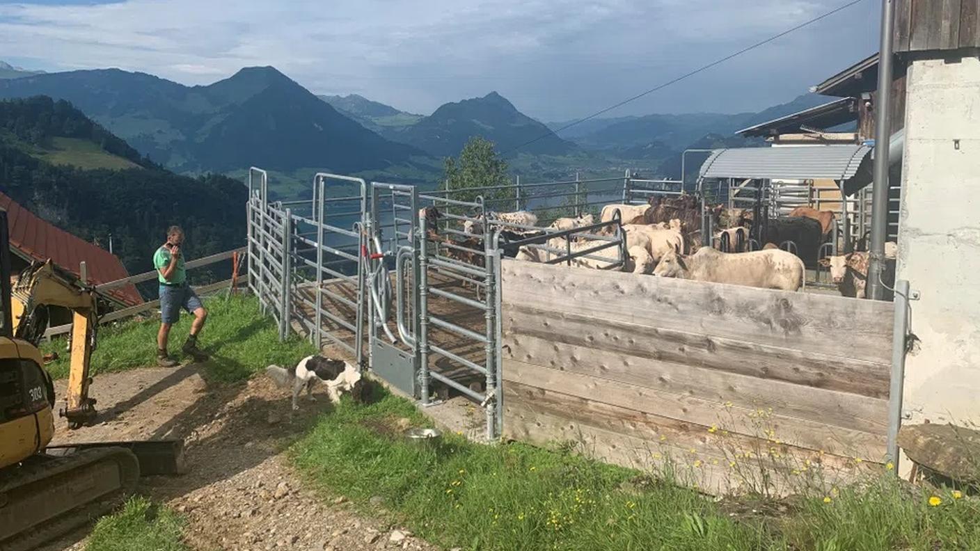 Mischa Hofer, contadino di Vitznau, punta sull'abbattimento in fattoria
