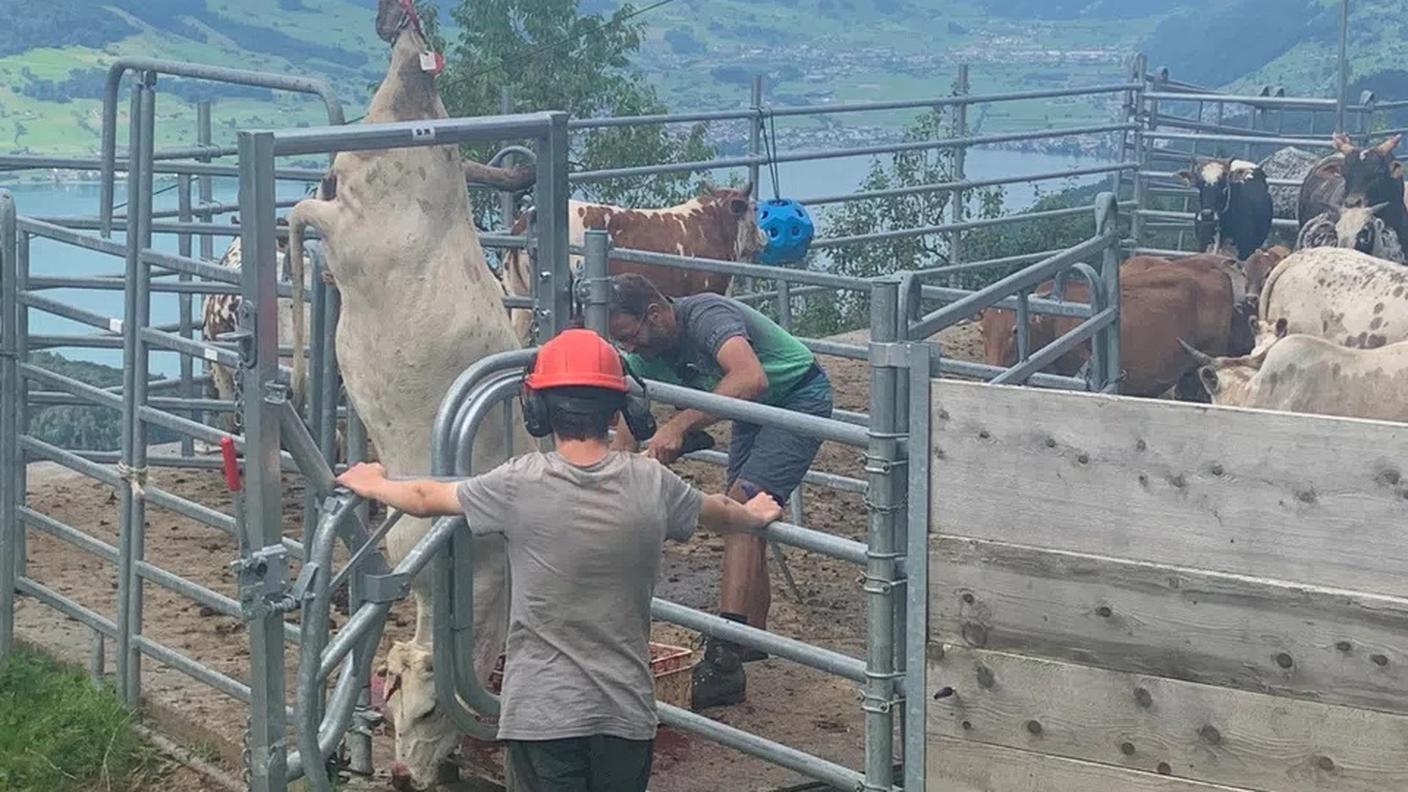 Dopo l'uccisione, l'animale deve essere nella cella frigorifera del macello entro 90 minuti
