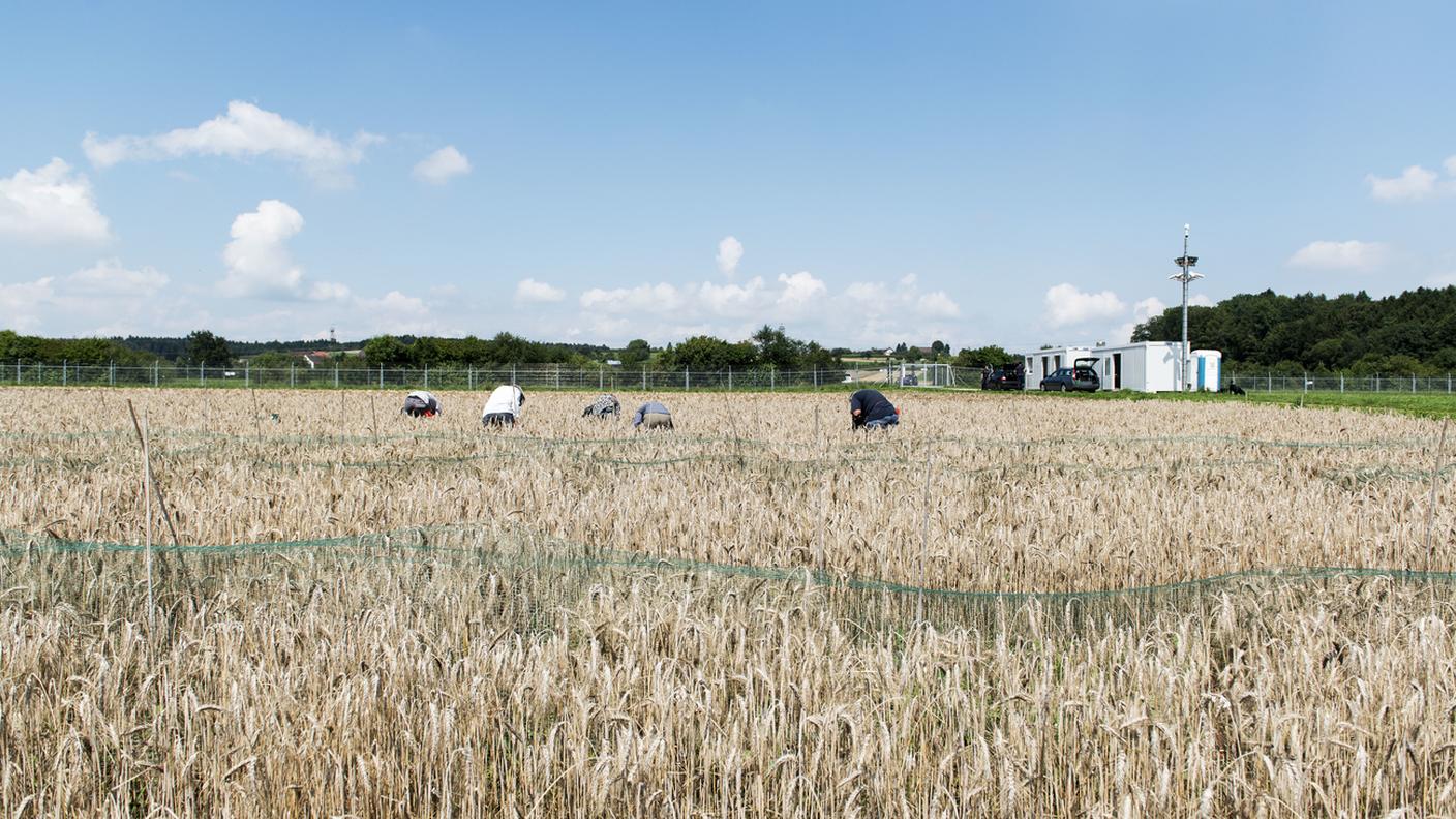 Un campo sotto stretta sorveglianza per la sperimentazione vicino a Zurigo