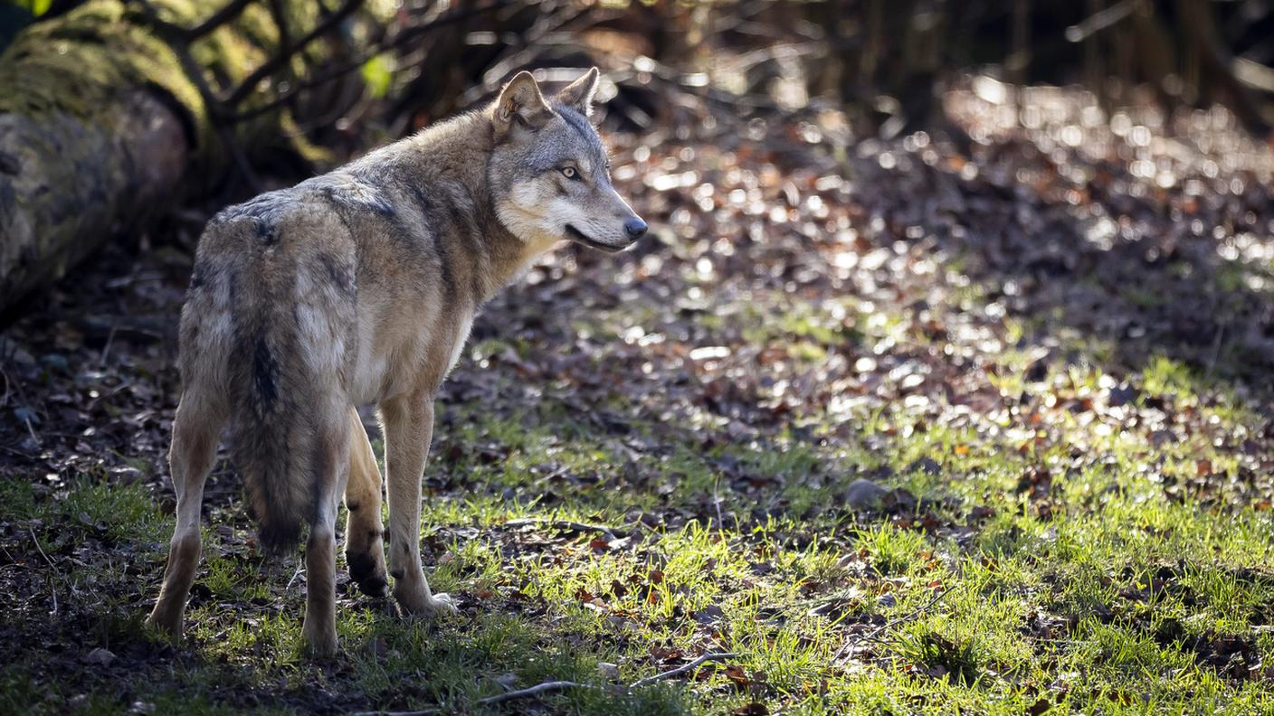 Per poter abbattere l'animale bisogna seguire una formazione