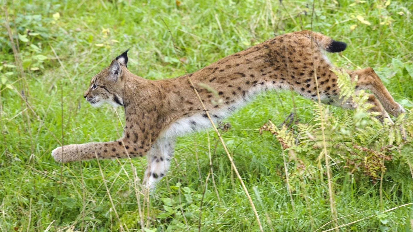 L'animale è diventato un'attrattiva per la regione