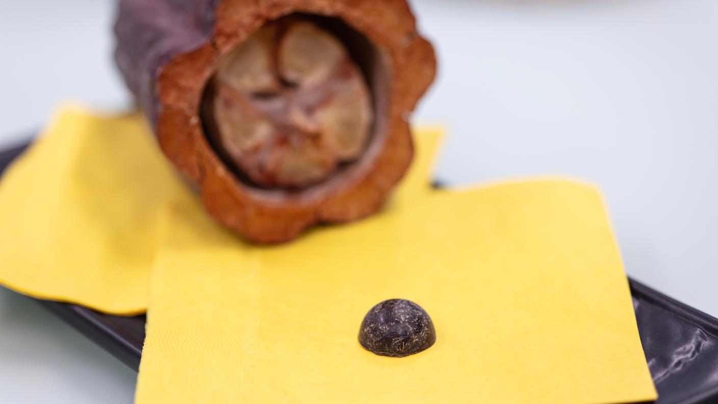 Un campione di cioccolato prodotto nel laboratorio