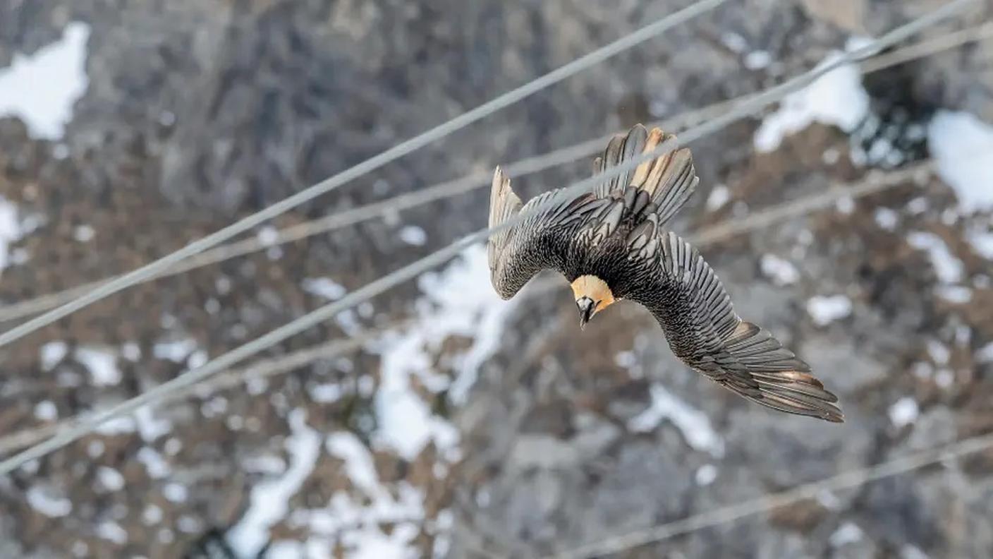 I cavi sospesi sono uno dei pericoli in agguato per i gipeti
