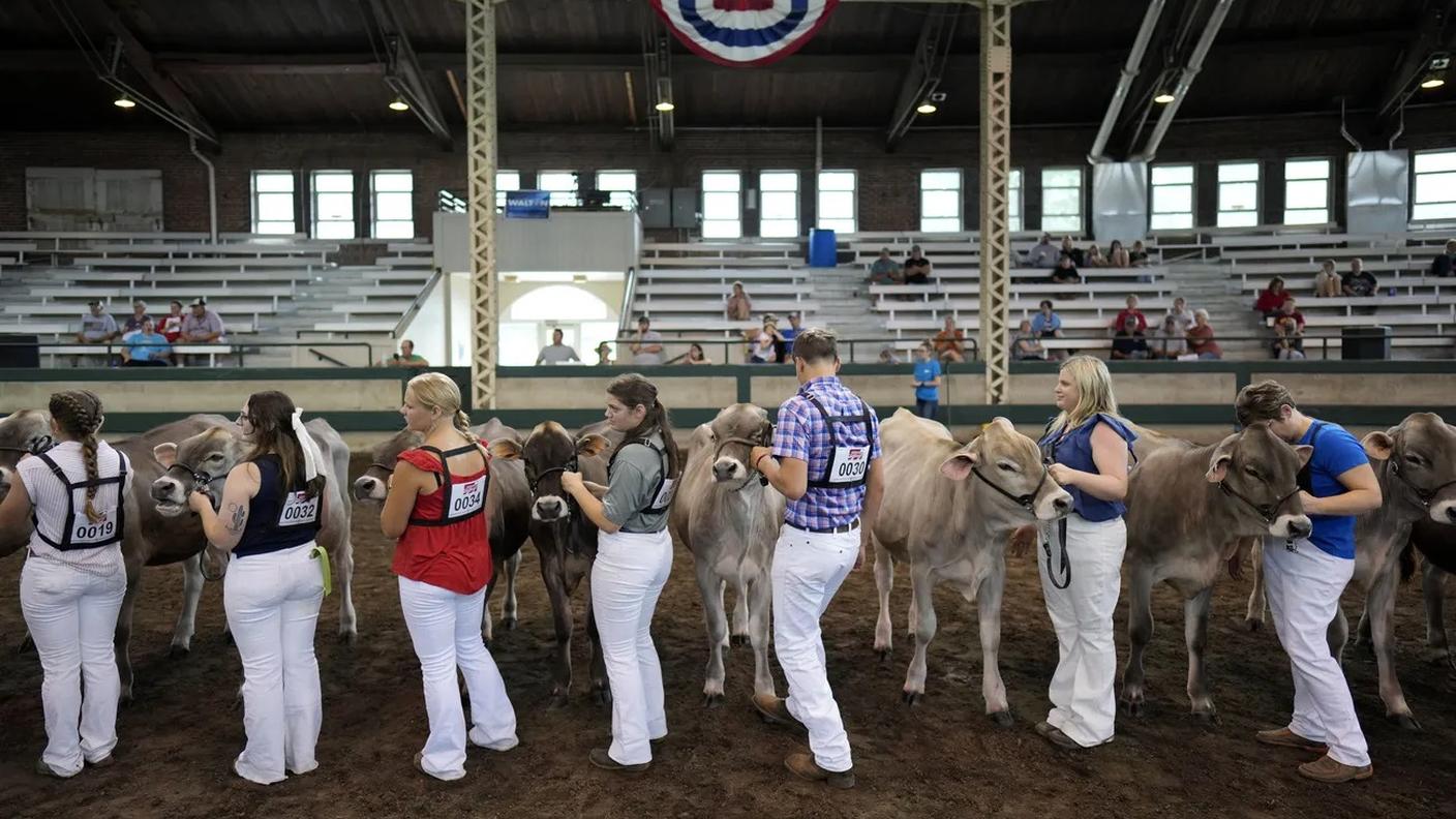 A Des Moines, capitale dell'Iowa, la Brown Swiss è una vera e propria star