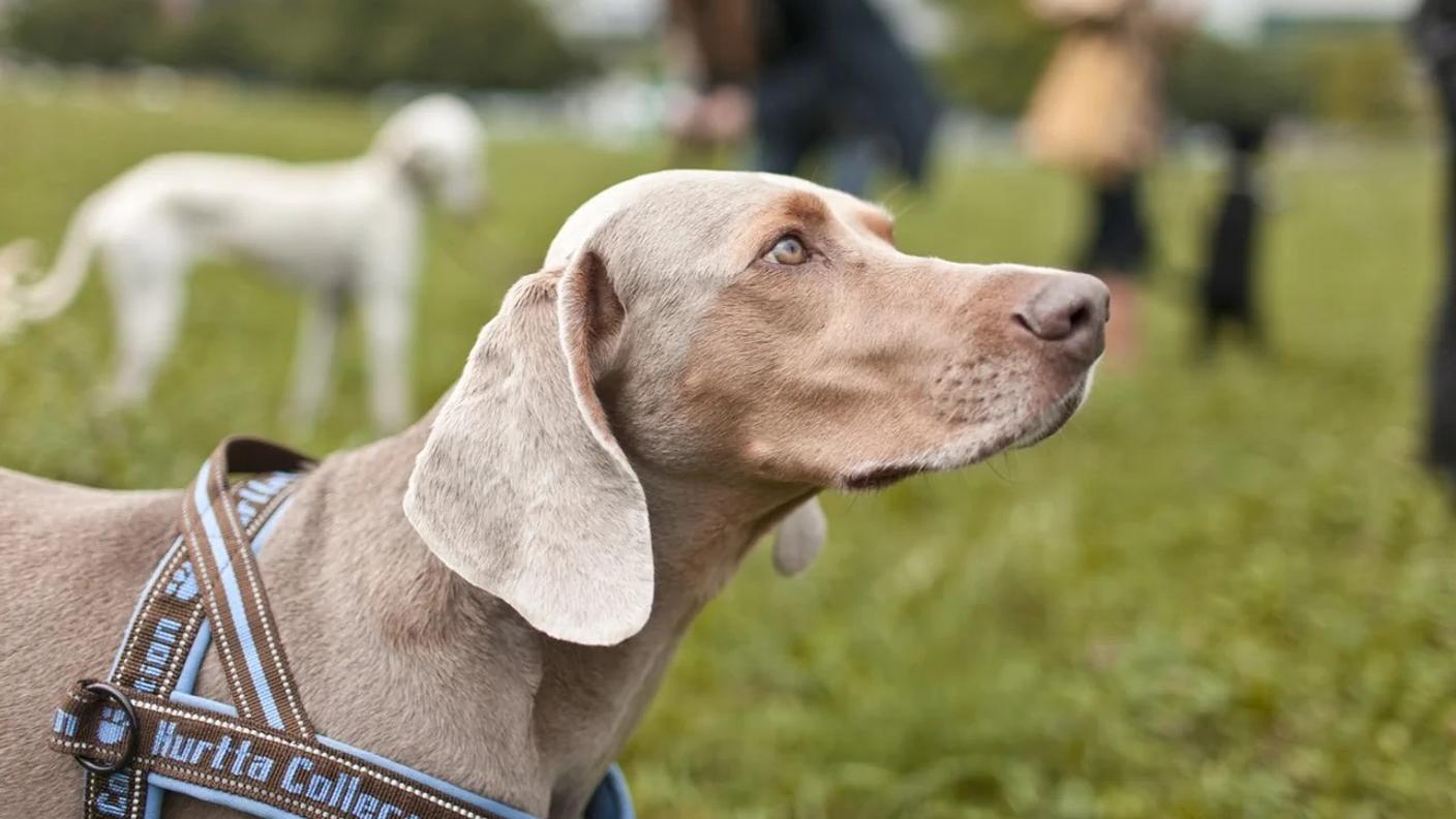 Lo scorso anno in Svizzera c’erano 560’000 cani e il loro numero continua ad aumentare