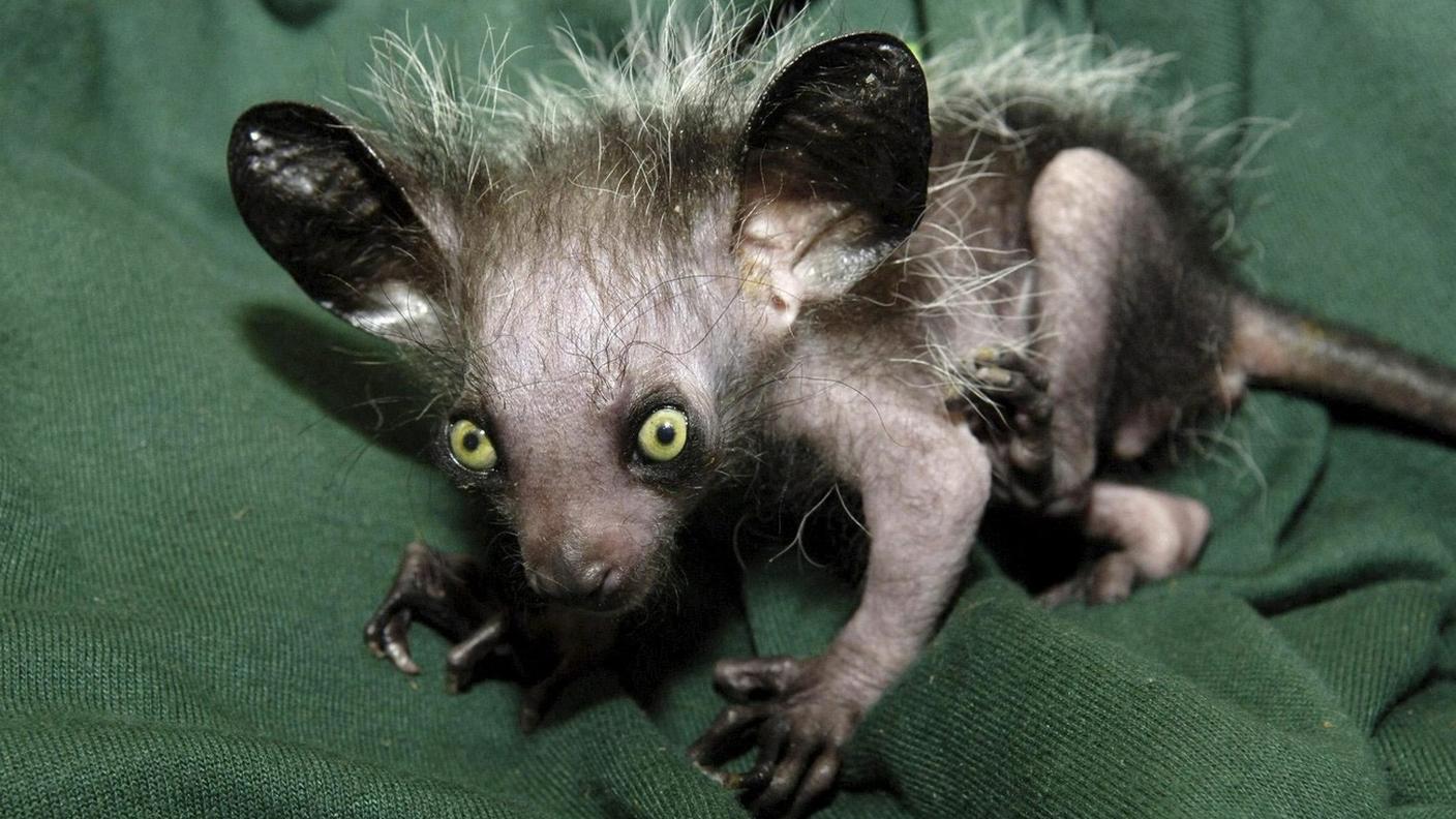 L'aye aye è una specie minacciata dalla deforestazione in Madagascar