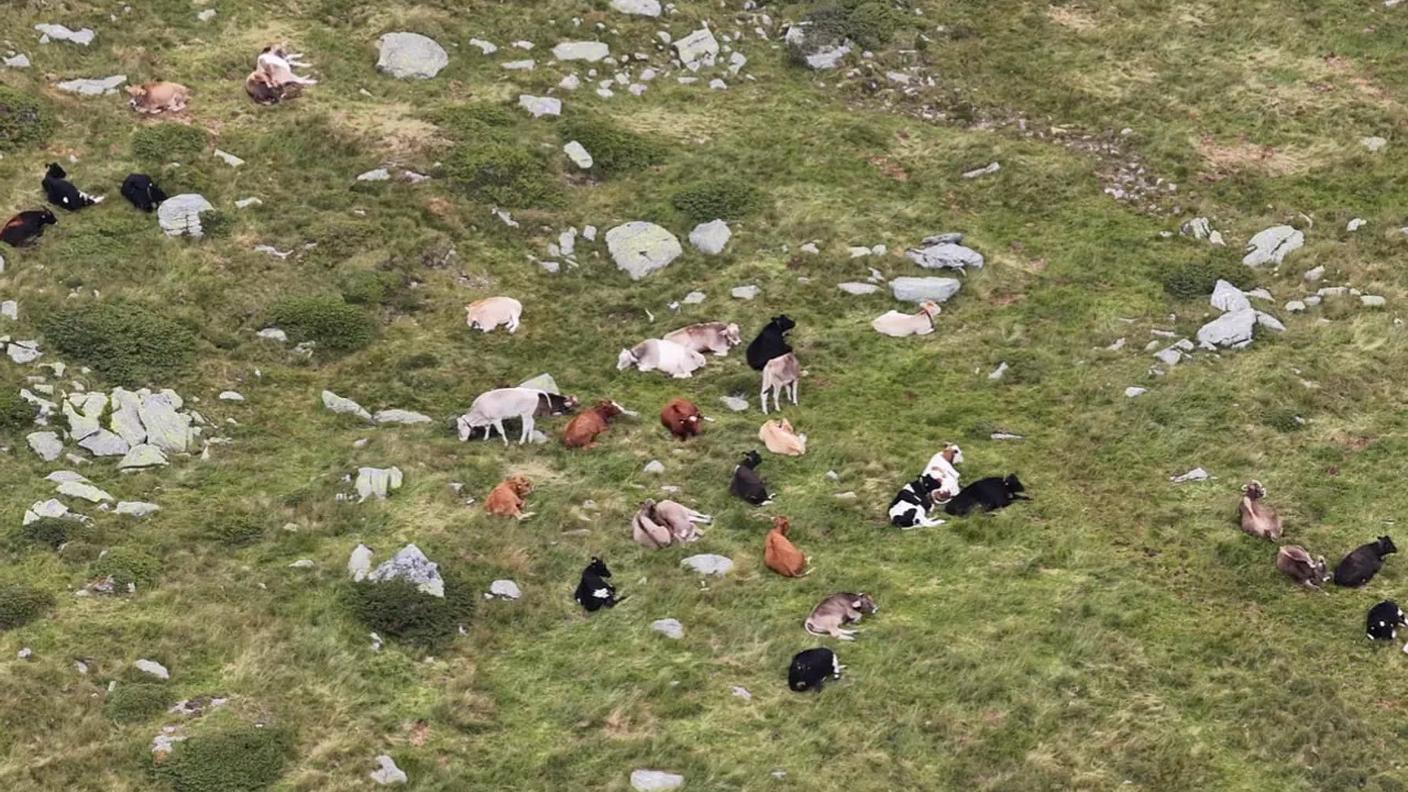 Una parte degli animali viene individuata in pochi minuti