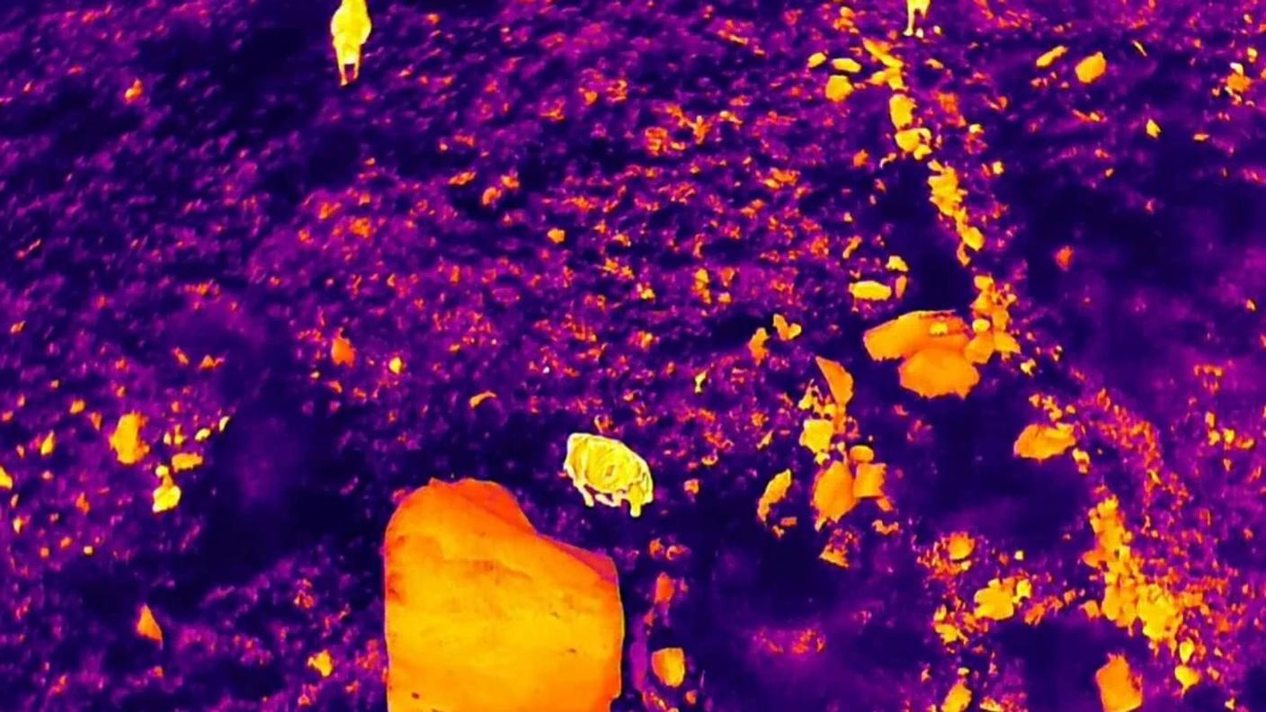 Sull'immagine termica si possono distinguere due mucche che spiccano in giallo acceso