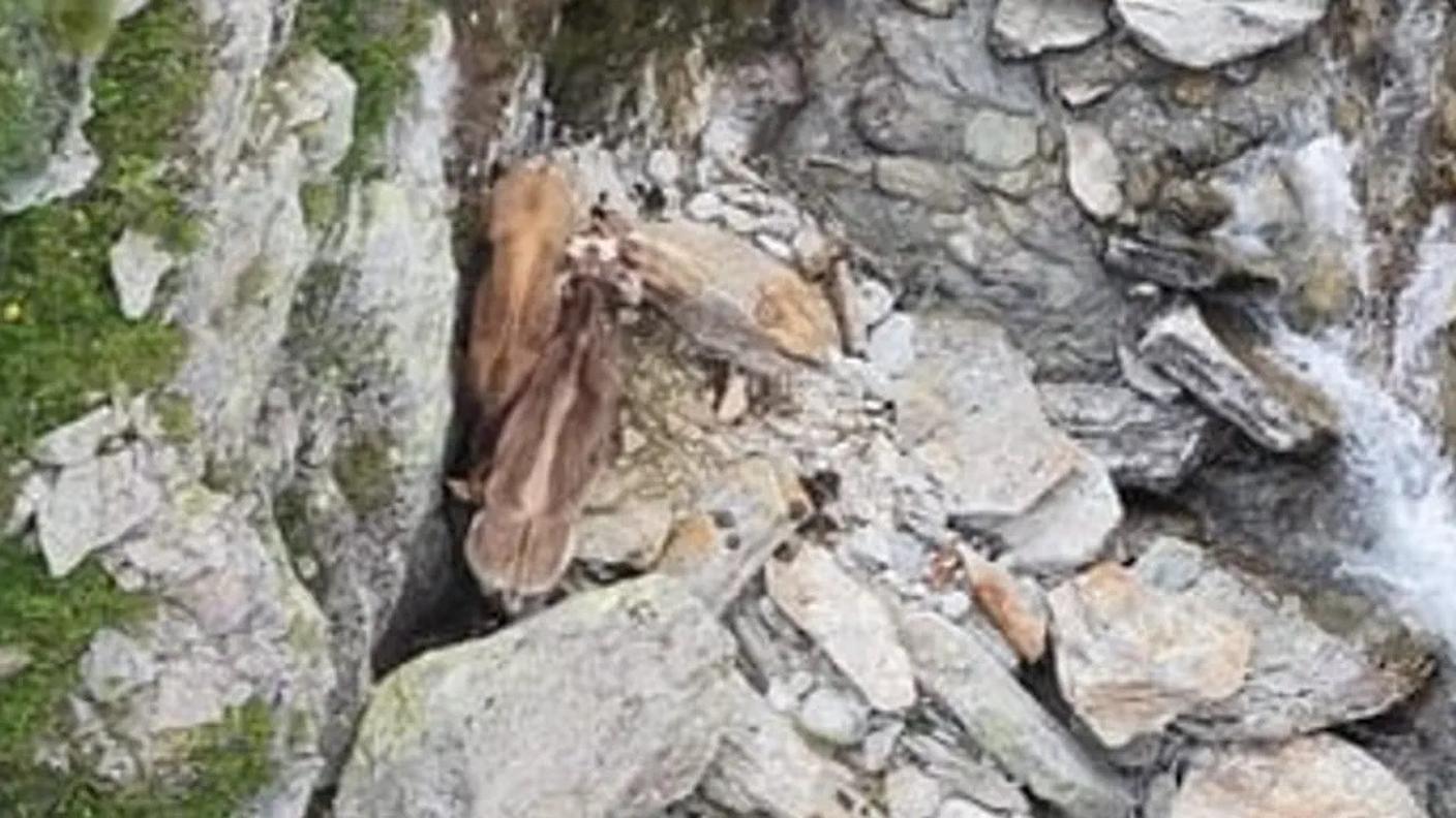 Le telecamere dei droni individuano i vitelli tra le rocce