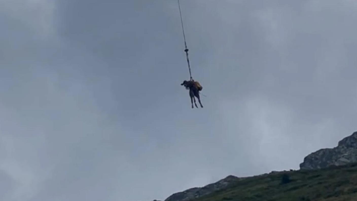 Uno dei vitelli in volo verso l'alpe