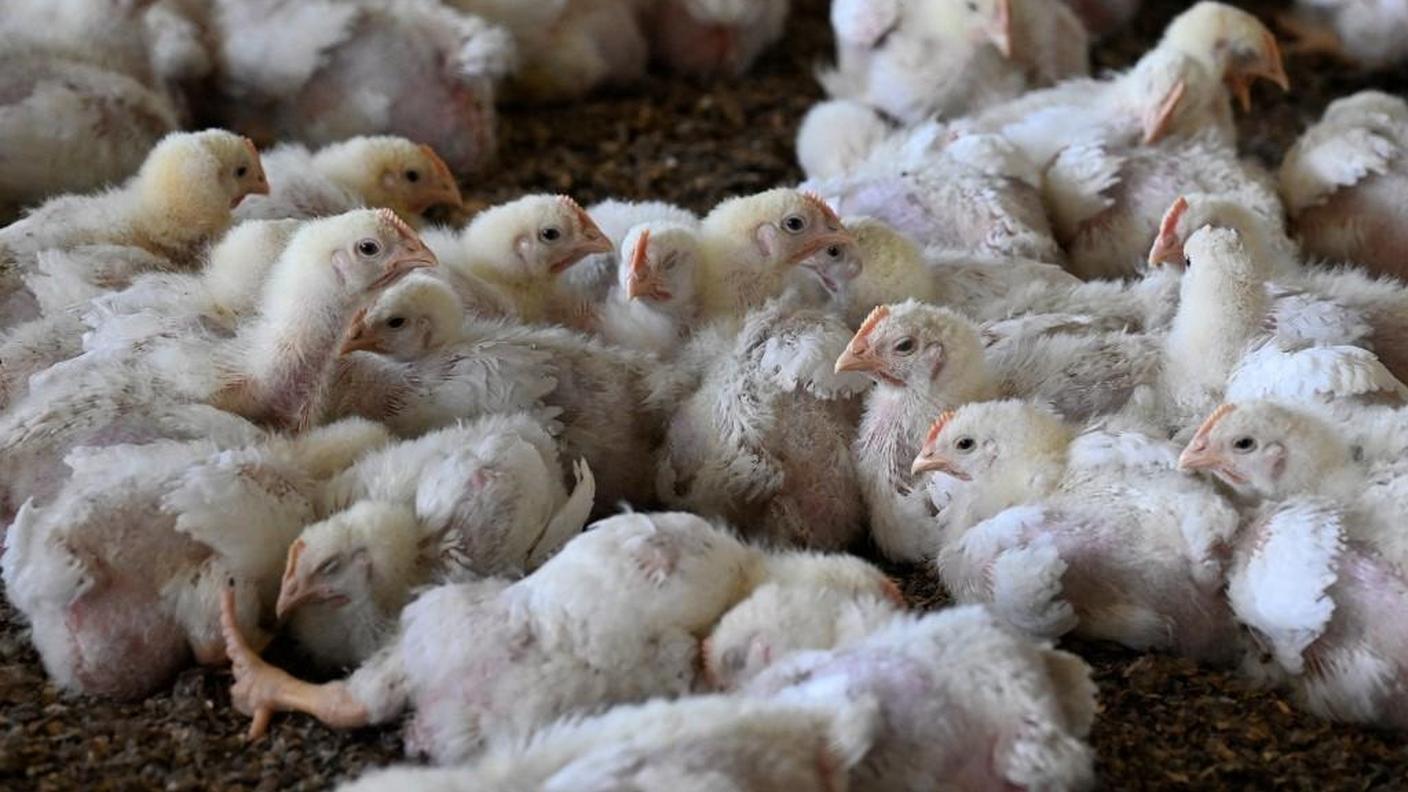 Gli animali crescono talmente in fretta che quasi tutti faticano a muoversi