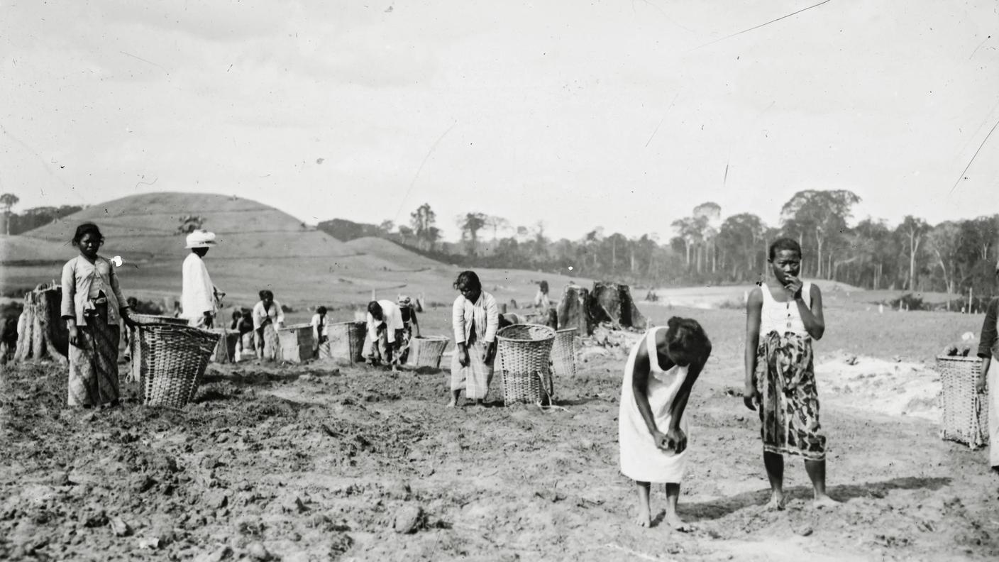 Una piantagione di caffè sull’isola indonesiana di Sumatra. Foto scattata tra il 1926 e il 1932