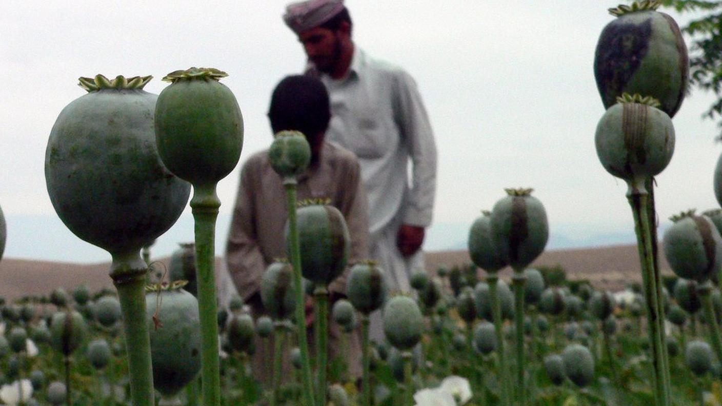 oppio afghanistan ky.jpg
