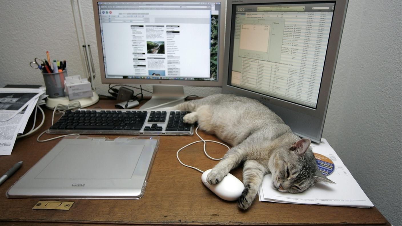 Neanche i gatti possono dormire sonni tranquilli...