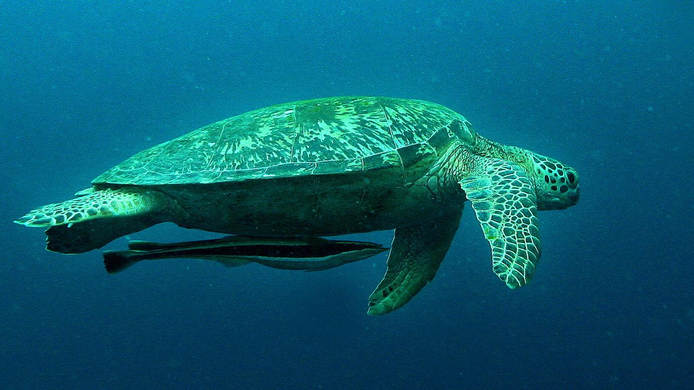 Avere una remora
