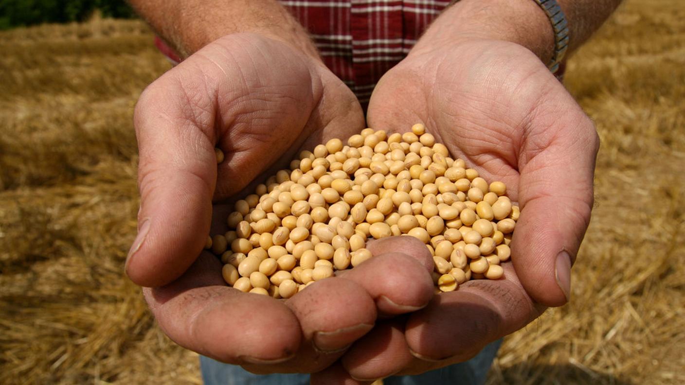 Mais geneticamente modificato della Monsanto