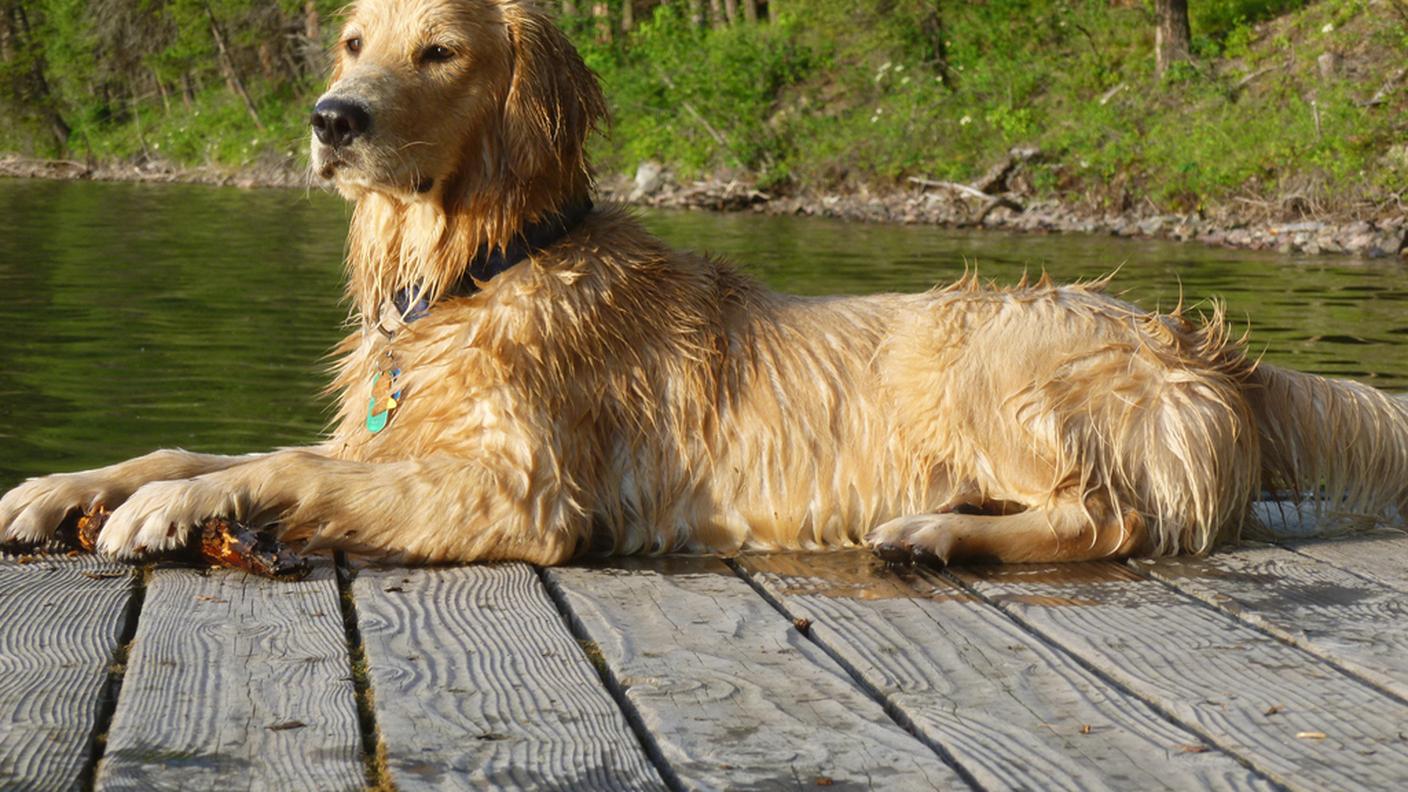 Oltre ai Golden retriever  vengono usati cani da caccia come Labrador e Springer spaniels.