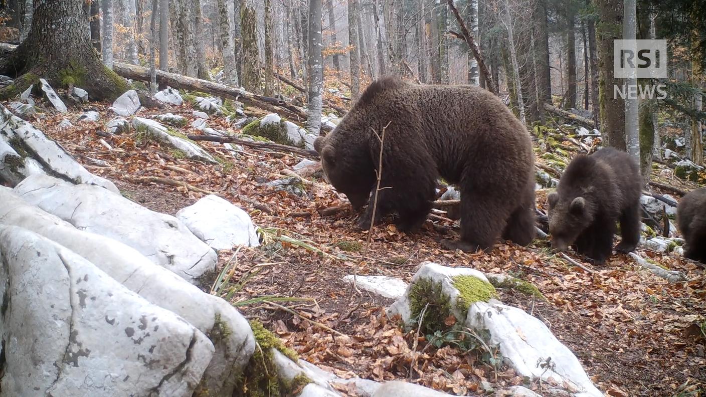 Orsi immortalati da una fototrappola nei boschi di Loska Dolina, in Slovenia