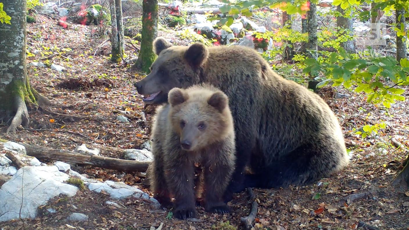Una mamma col suo cucciolo fotografati dalle fototrappole di Miha Mlakar