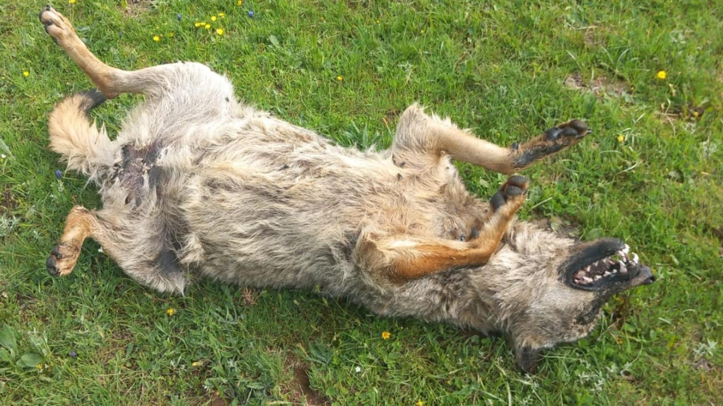 Uno degli esemplari ritrovati morti 