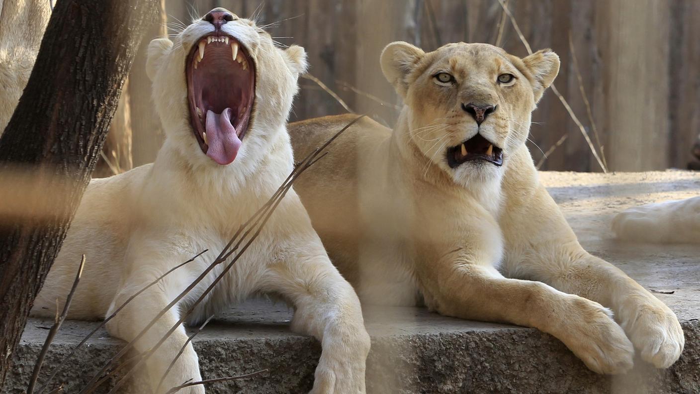 È stato valutato il divieto totale di commerciare leoni africani e le loro parti. Alla fine il compromesso: vietato vendere ossa, artigli e denti di quelli selvatici ma rimarrà legale la compravendita della parti di quelli allevati in cattività.  Il Sudafrica, che da solo ospita quasi 10'000 leoni allevati in cattività destinati alla caccia o al commercio, dovrà ogni anno documentare quanti ne vengono commerciati. Ma il punto è un altro: come riconoscere le parti del corpo di leoni allevati in gabbia da quelle di leoni selvatici?