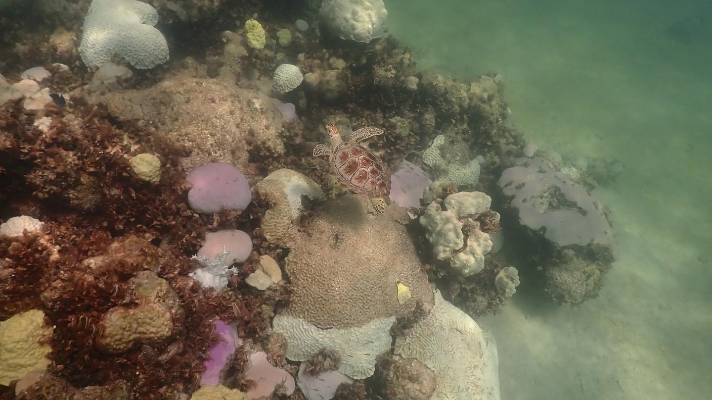 Il surriscaldamento degli oceani ha conseguenze sulla flora e fauna marina