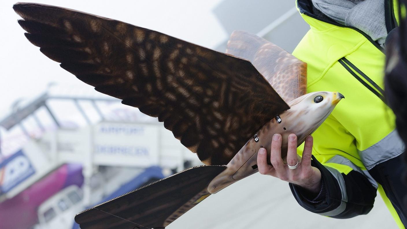 Un drone con le sembianze di un rapace