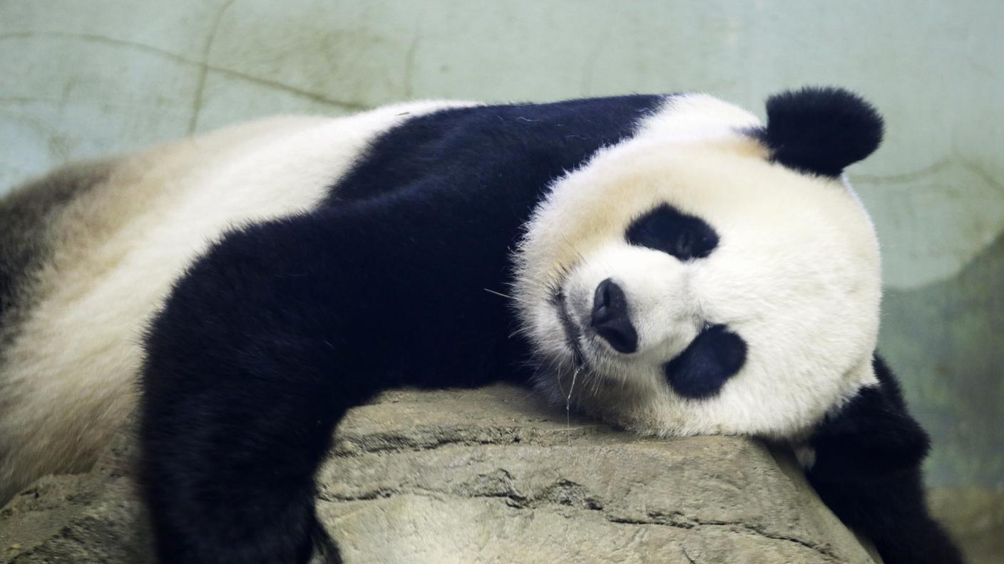 Mei Xiang, un panda gigante dato in prestisto dalla Cina allo zoo di Washington