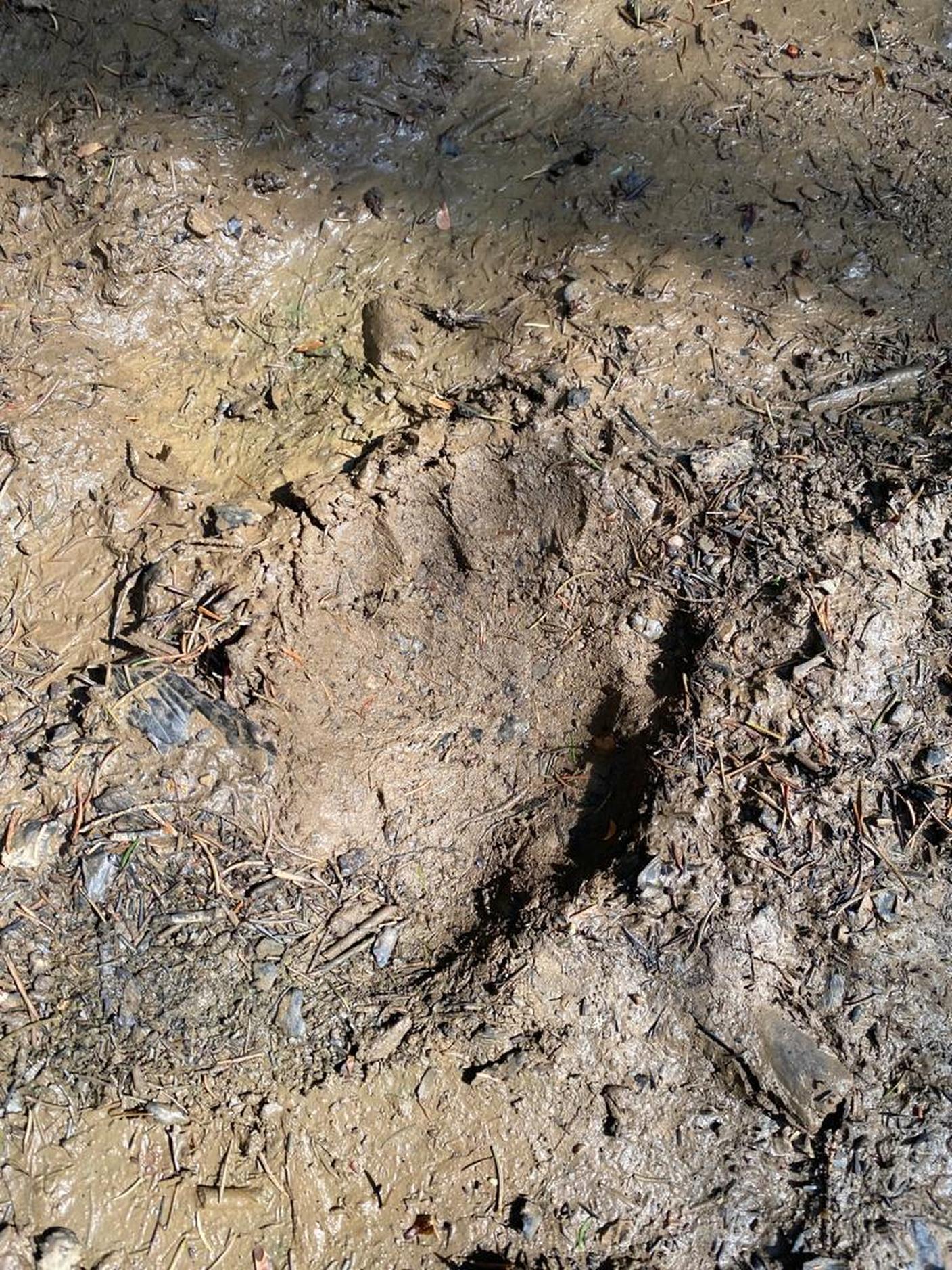 Orme d'orso sui sentieri sloveni