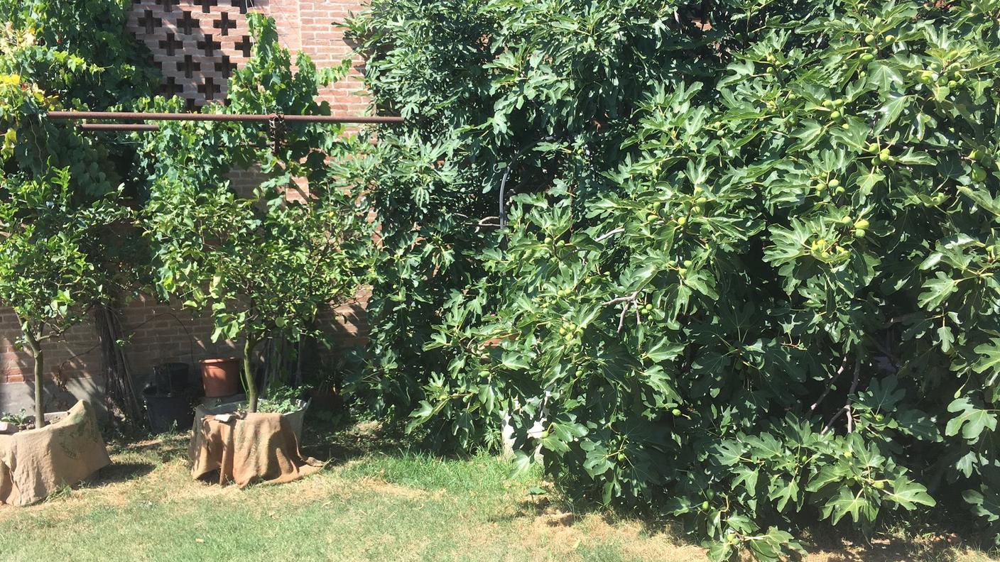 Anche gli alberi da frutta non sembrano soffrire per la calura che arriva dall'Africa