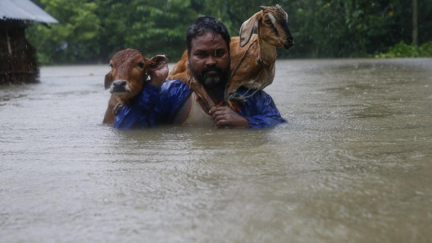 Un uomo prova a salvare il suo bestiame a Topa, in Nepal