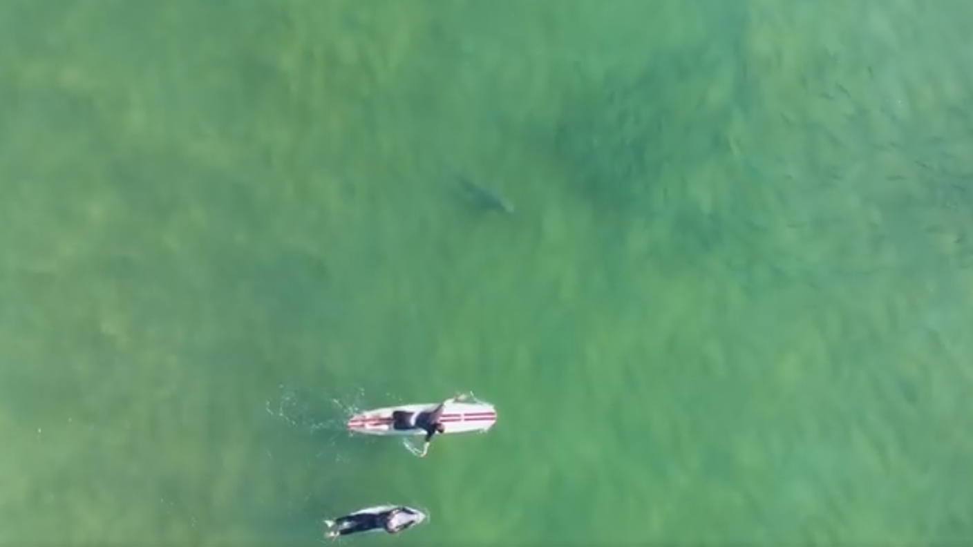 Il video dei due surfisti è diventato subito virale