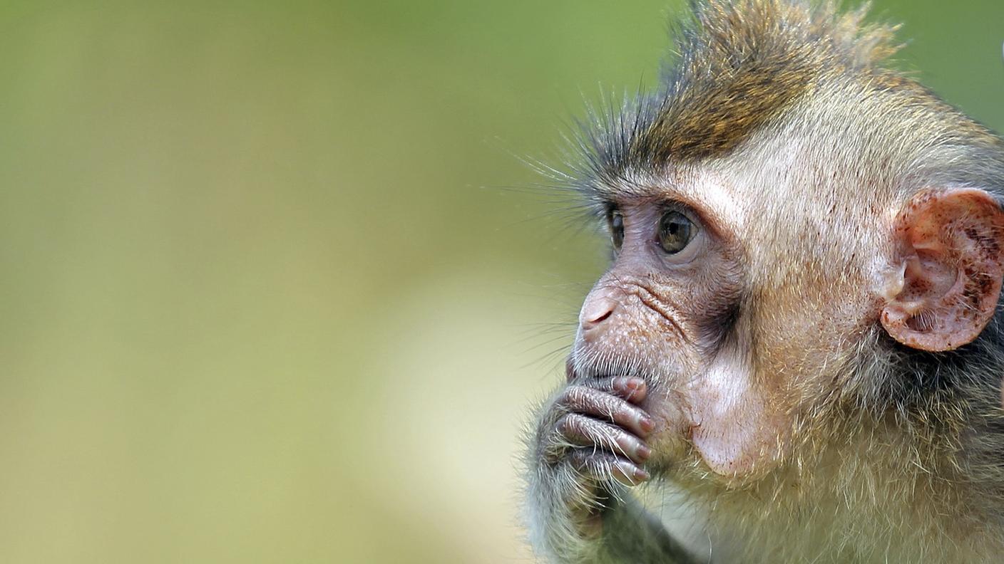 Gli scienziati hanno usato dieci macachi a coda lunga