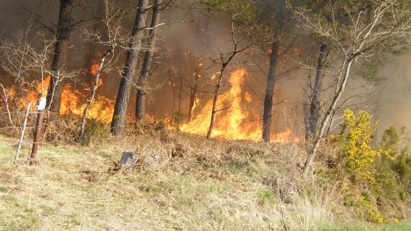 Gli incendi boschivi hanno emesso notevoli quantità di gas a effetto serra