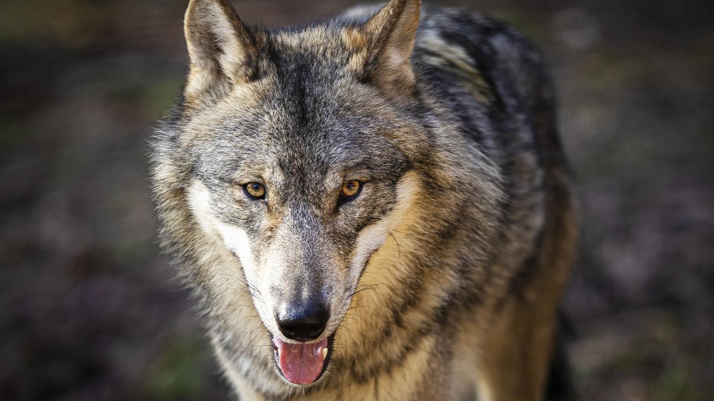Due ONG attive nella difesa dei grandi predatori hanno mostrato dubbi sulla gestione degli abbattimenti
