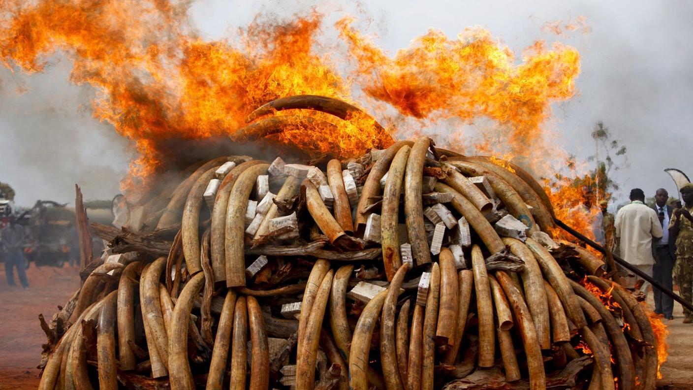 Ogni anno in Africa vengono uccisi 30'000 elefanti; l’avorio è particolarmente richiesto in Cina e nel Sudest asiatico.