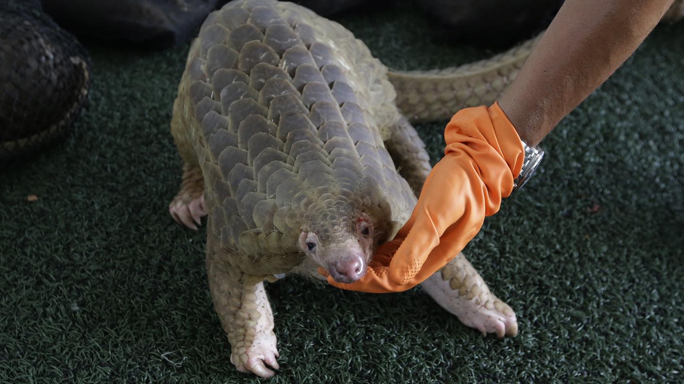 Il pangolino è l’unico mammifero con le scaglie ed è l’animale più trafficato al mondo.